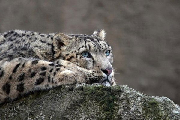 Бакыт Каниметов