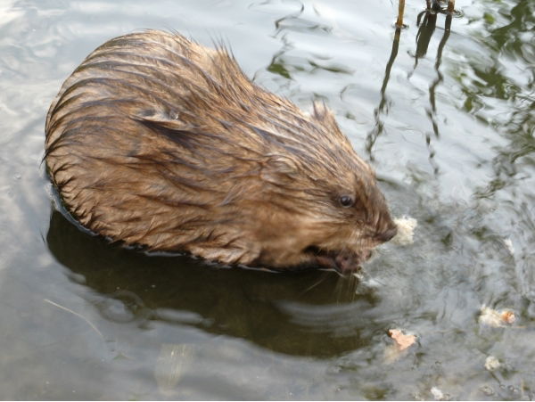 Андрей Андрей