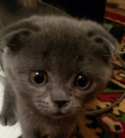 София Филиппова