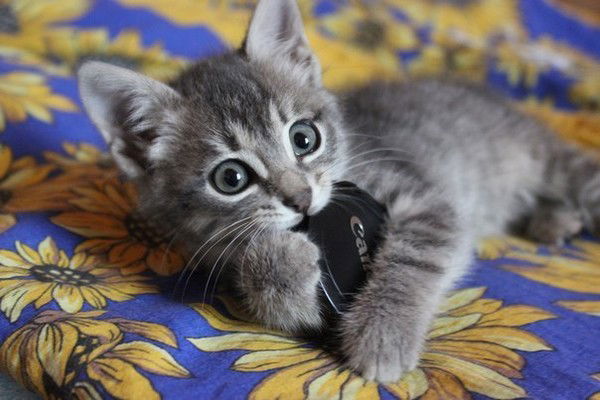 Асемгуль Абдуллаева