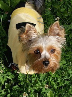 Татьяна Анисимова