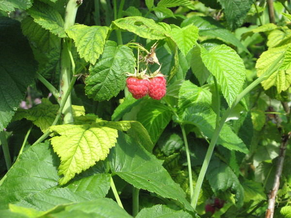 Андрей Пестряков