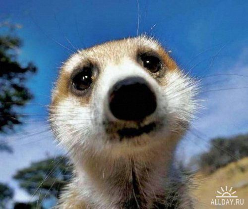 Александр 1-Й