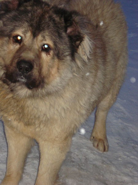 Оксана Шишкина