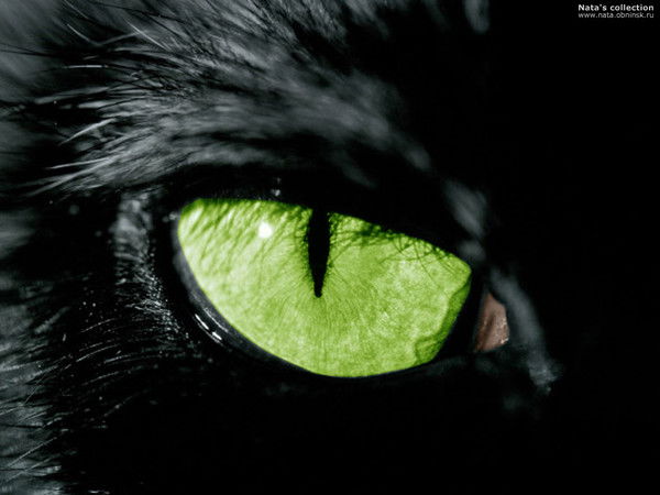 Антон Владимирович