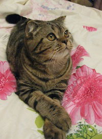 Лилия Сафина