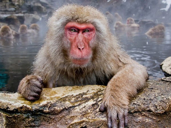 Хорхе Еловикас