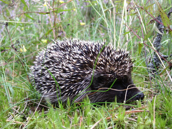 Дмитрий Граф
