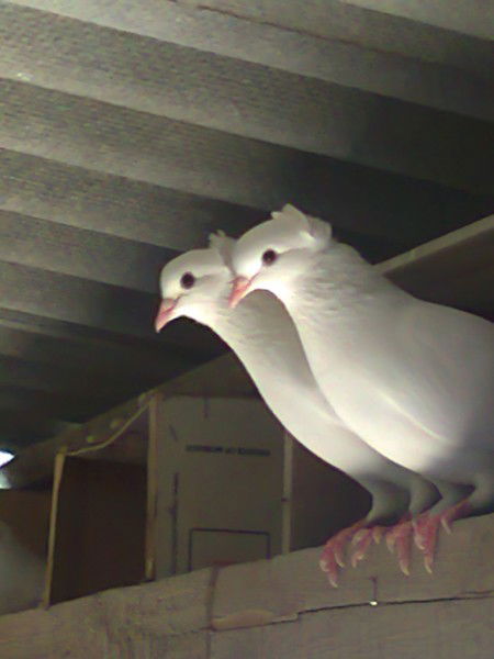 Даулет Уалиев