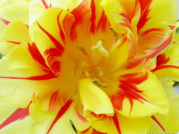 Маргарита ***