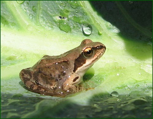 Горностаева Лада