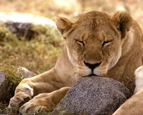 Оксана Чеканова