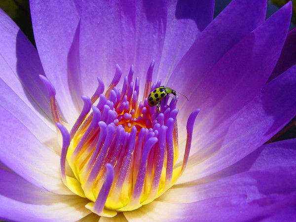 Алсу Баянова