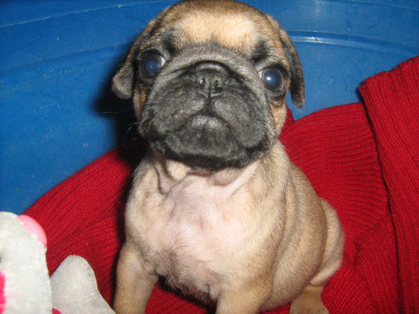 Виктория Ярмоленко