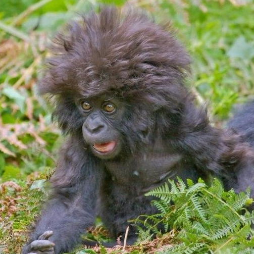 Ахмат Бурзиинский