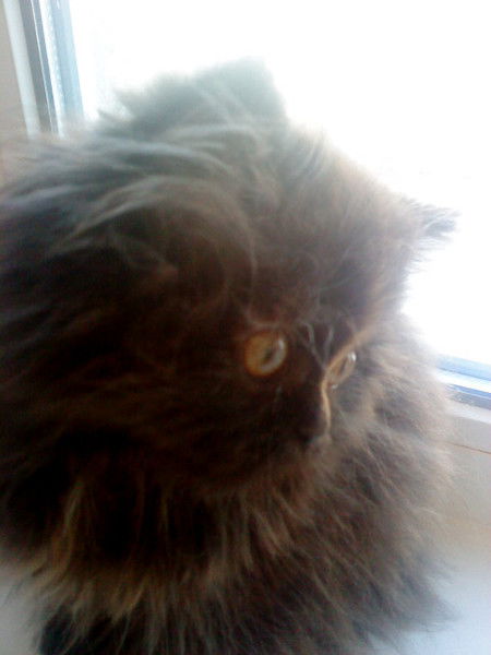 Екатерина Владимировна(С)