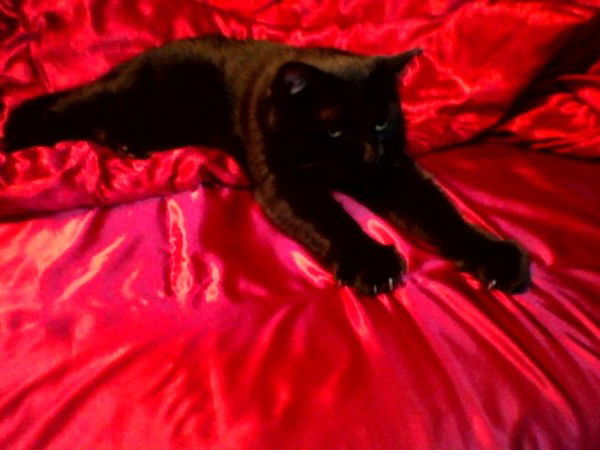 Алла Тарасюк