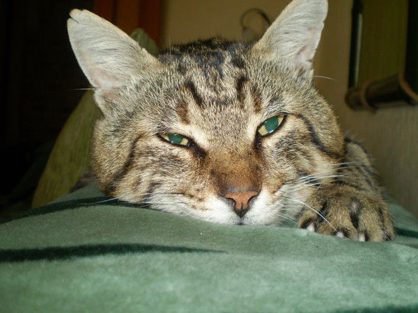 Константин Затулин