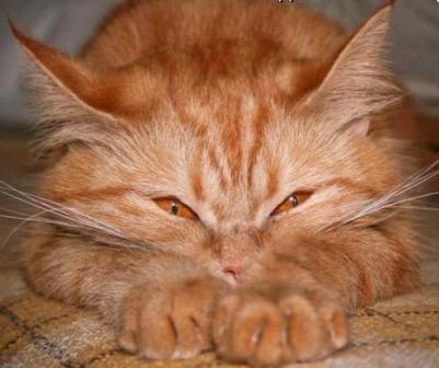 Кошка Рыжая