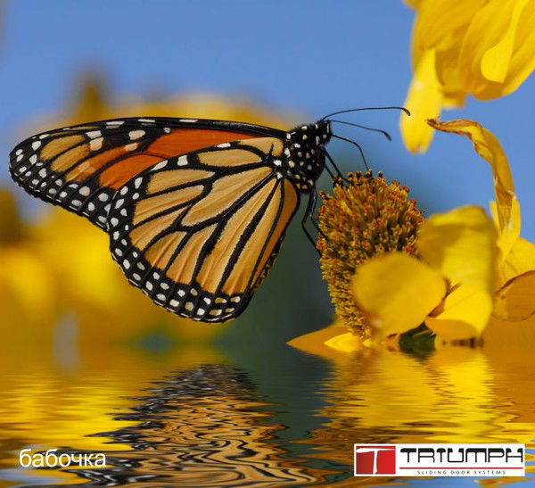 Елена Гаранина