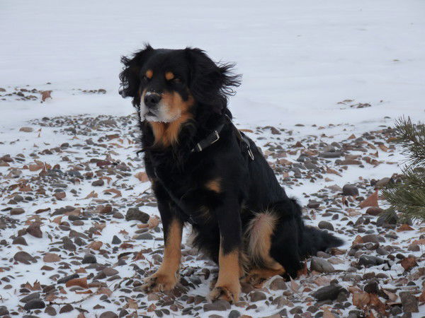 Валерий Скорняков