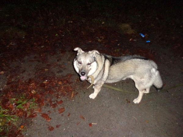 Таша Алмазова