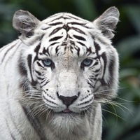 Соня Царева