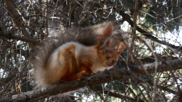 Алёна Скробова