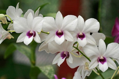 Татьяна Севастьянова Ози