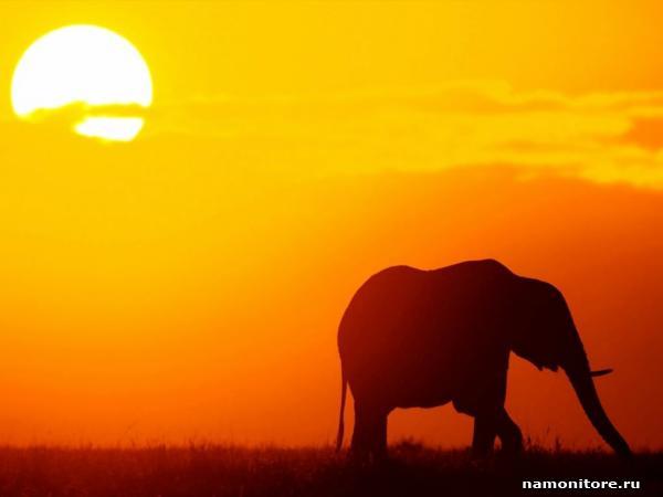 Инна Волкова