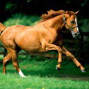 Саулена Джунусова