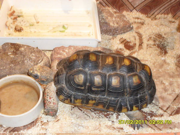 Ольга Бурак