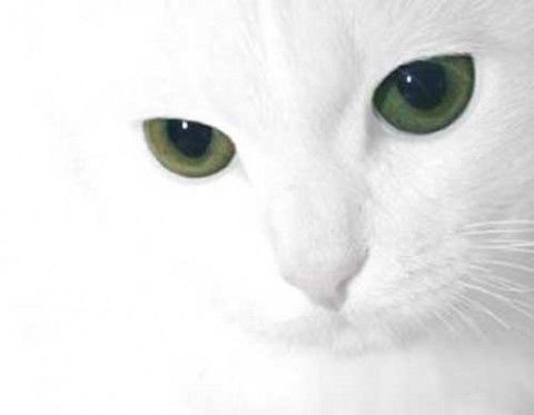 Шпинева Зинаида