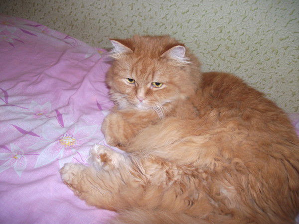 Делеско В. ***