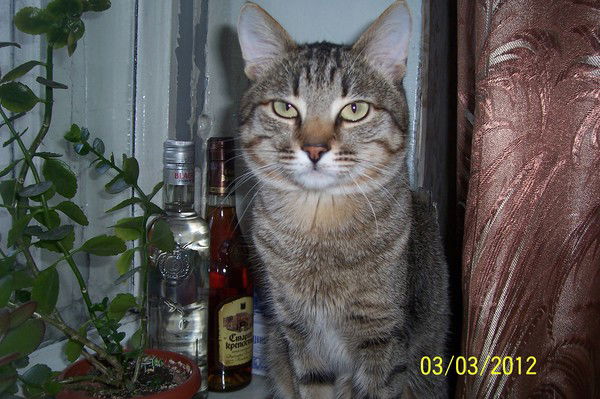 Ступенька Ступень