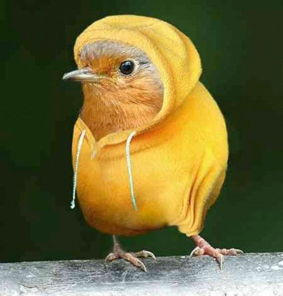 Марина Кошкарова