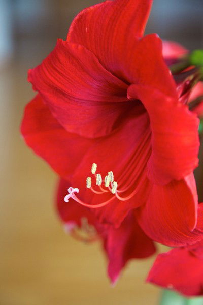 Елена Варламова