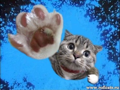 Антон Шевченко