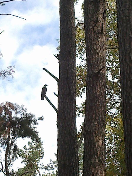 Альфред Хамитов