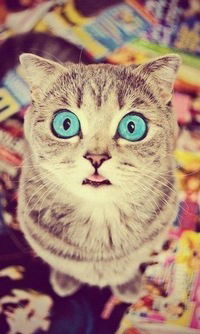 Рома Гаврилов