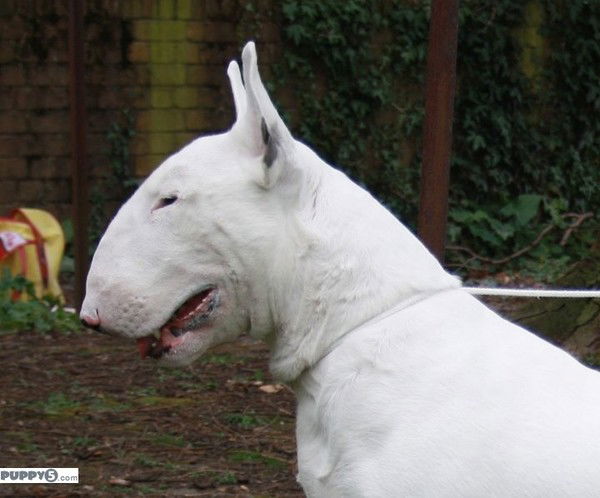 Кацман Борис  Ефимович