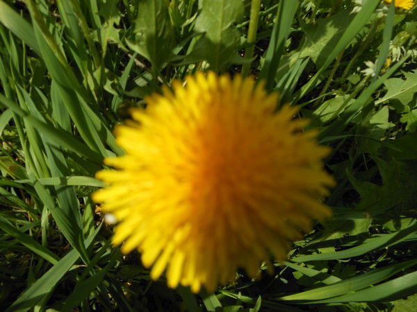 Марина Переверзева