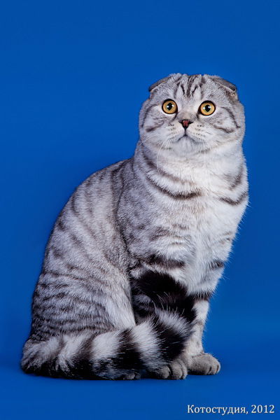 Юлия Юлькина