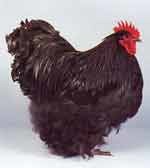 Макс Максатович