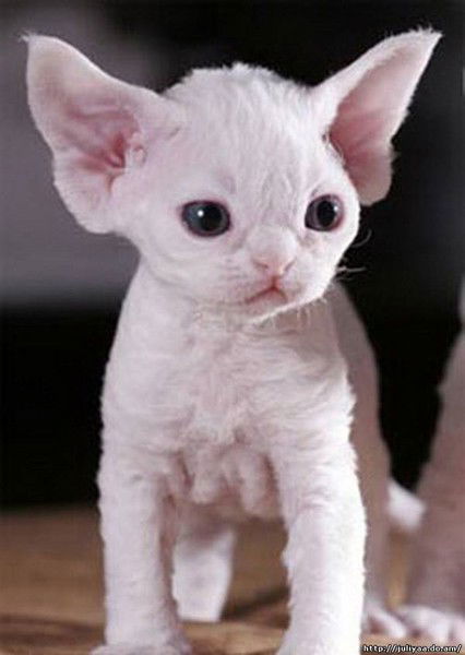 Тики Сиводедова