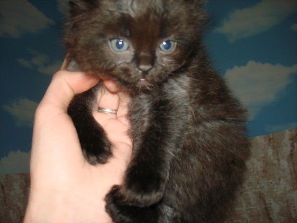 Валерий Витвицкий