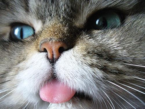 Виктория Родионова