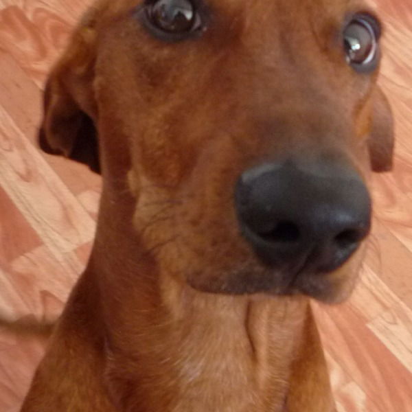 Виктория Красовская