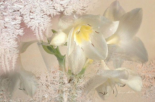 Галина Колесник