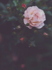 Валерия Ставинская